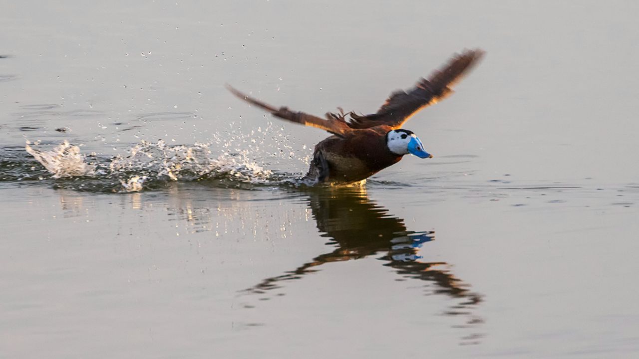 Rifi-rafes de malvasías