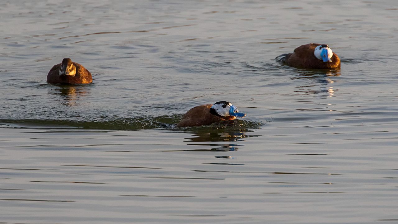 Los machos rivalizan