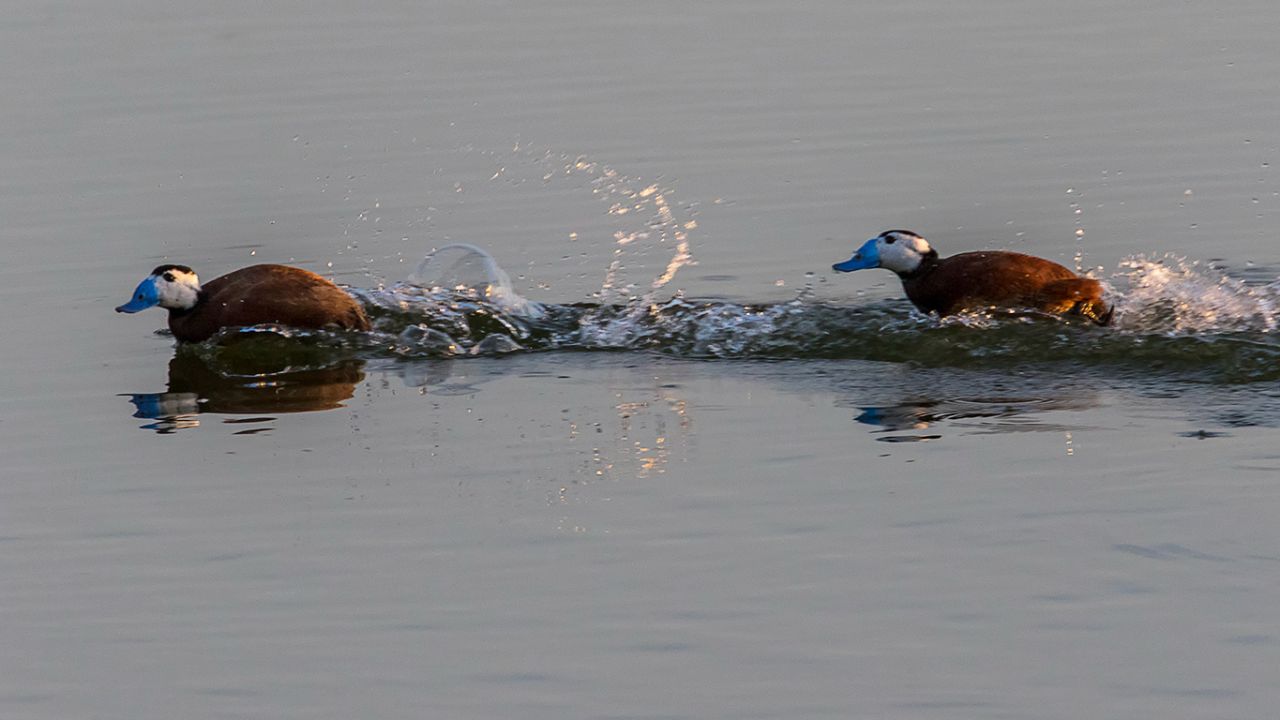 Rifi-rafes de malvasías