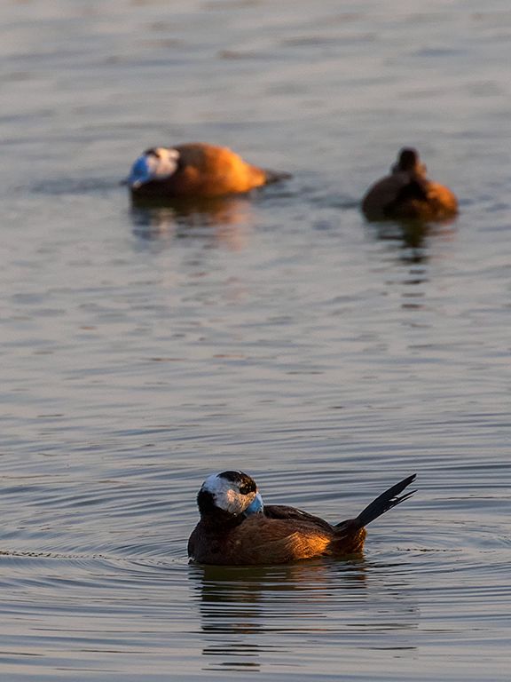 Los machos rivalizan