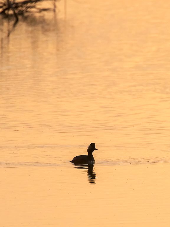 Zampullín cuellinegro