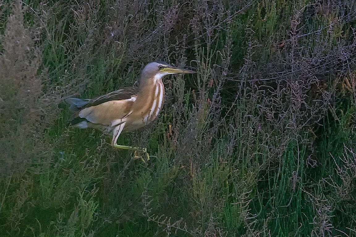 Hembra de avetorillo