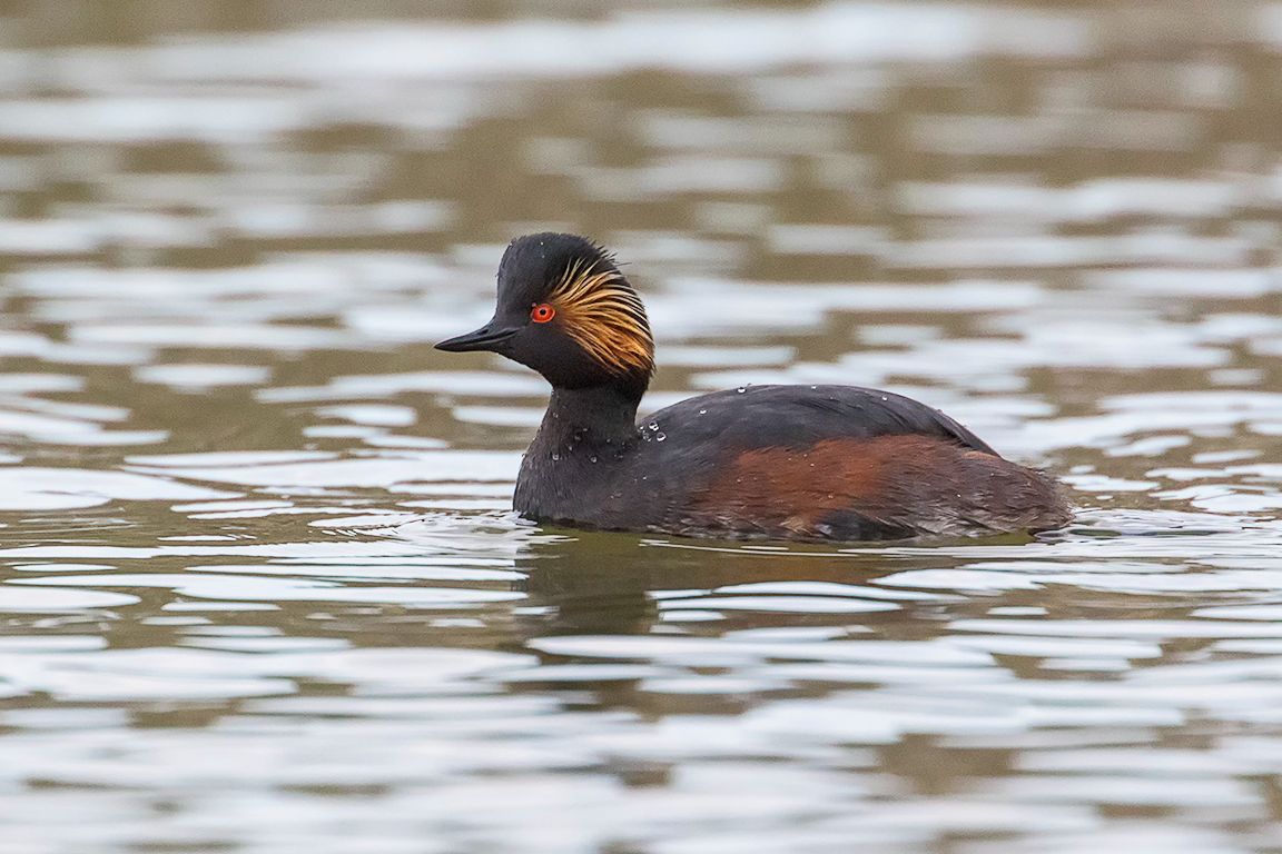 Zampullín cuellinegro