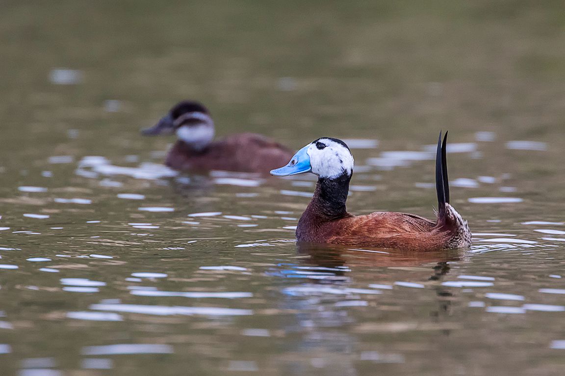 Pareja de malvasías