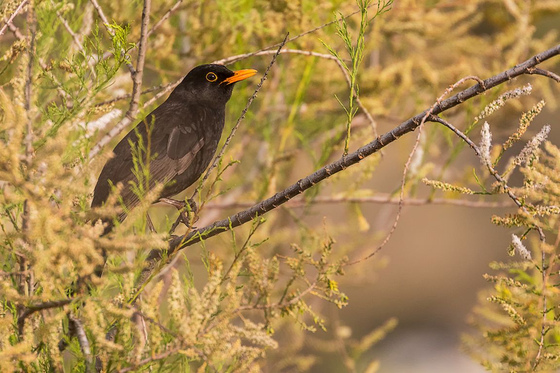 El omnipresente mirlo
