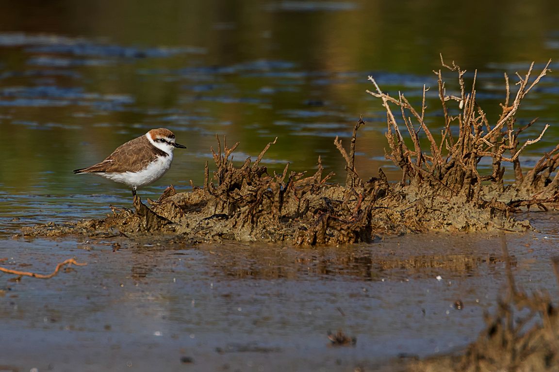 Chorlitejo patinegro