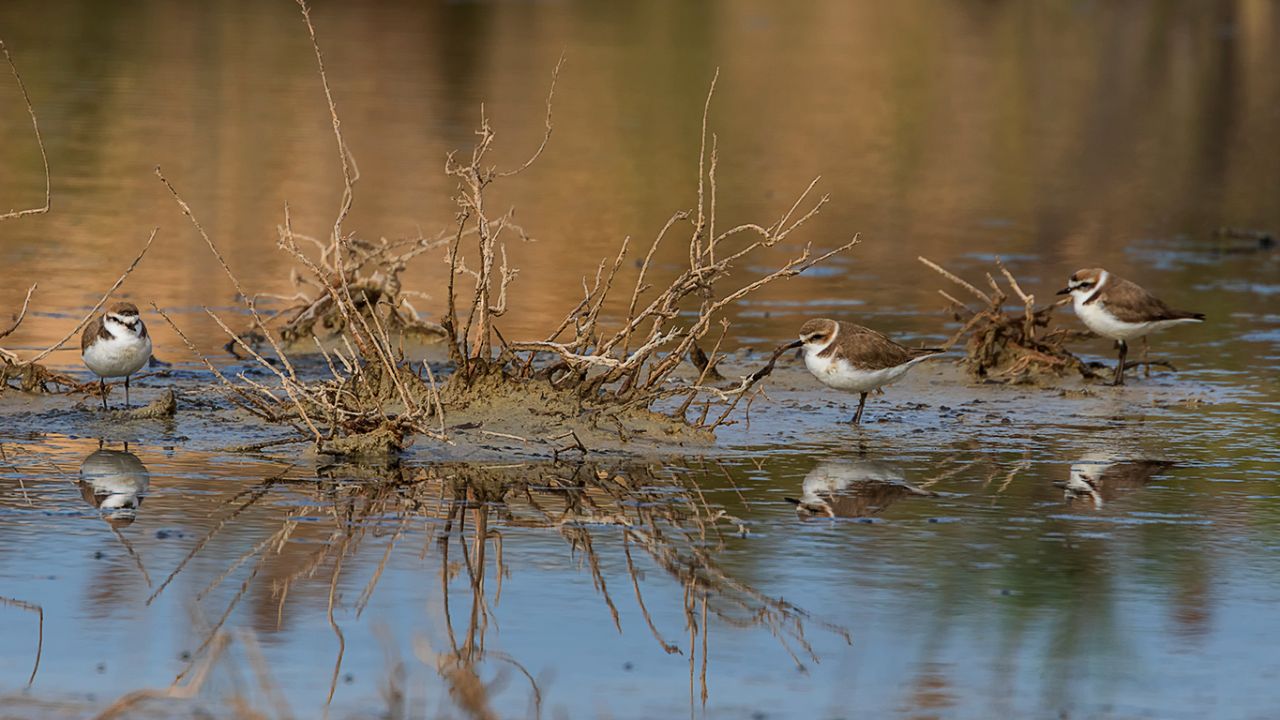 Chorlitejo patinegro