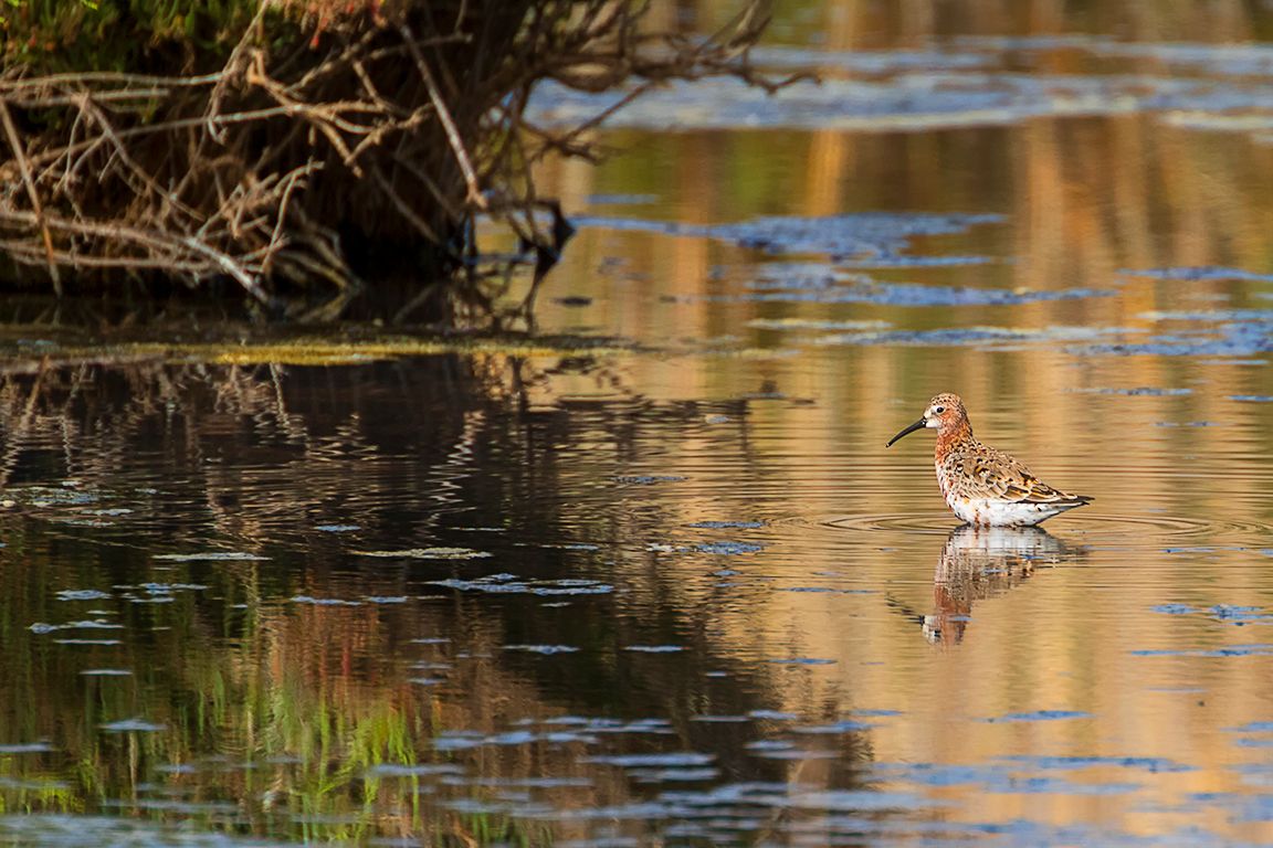Correlimos zarapitín