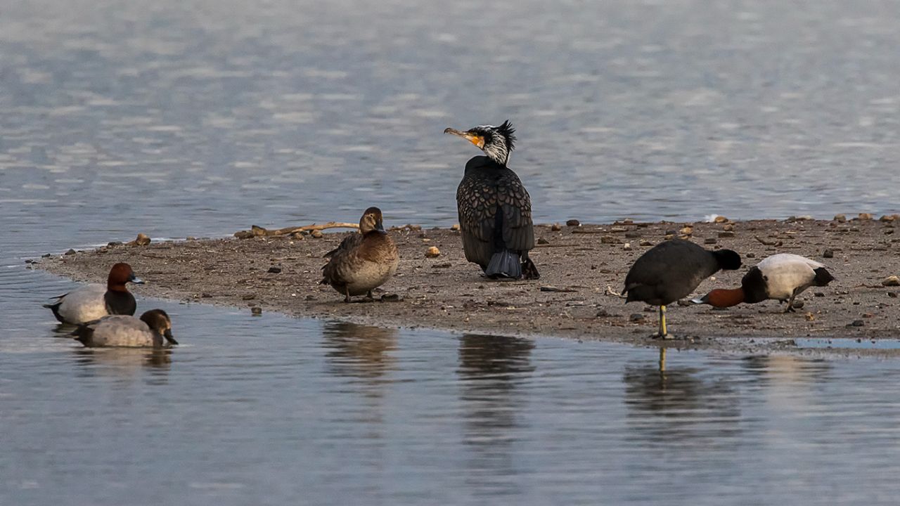 Cormorán entre porrones