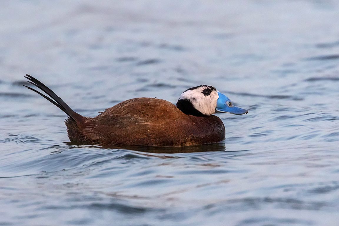 Malvasía cabeciblanca