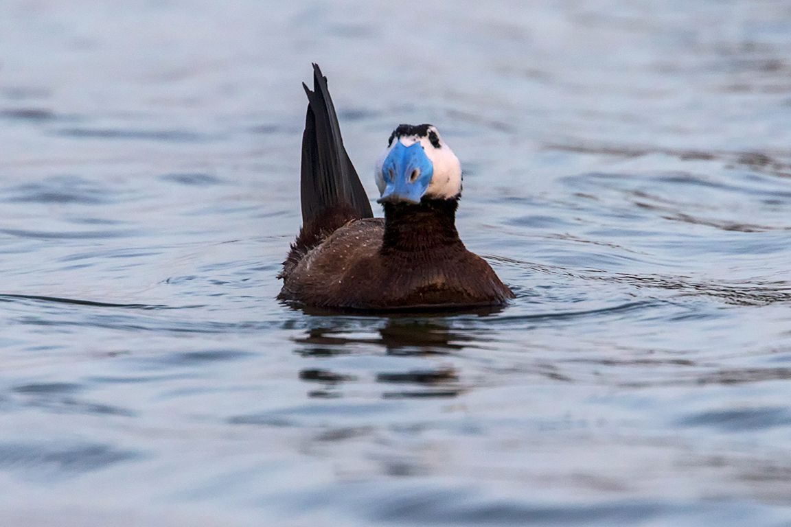 Malvasía cabeciblanca