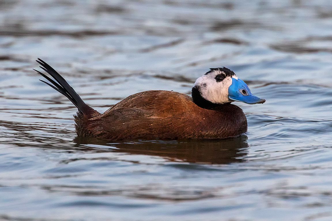 Malvasía cabeciblanca