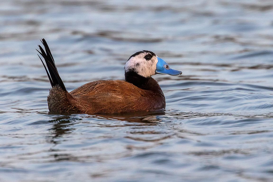 Malvasía cabeciblanca