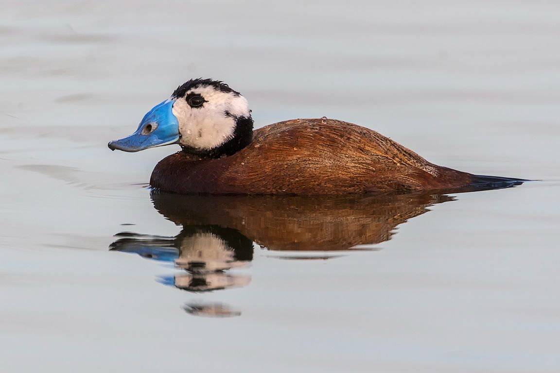 Malvasía cabeciblanca