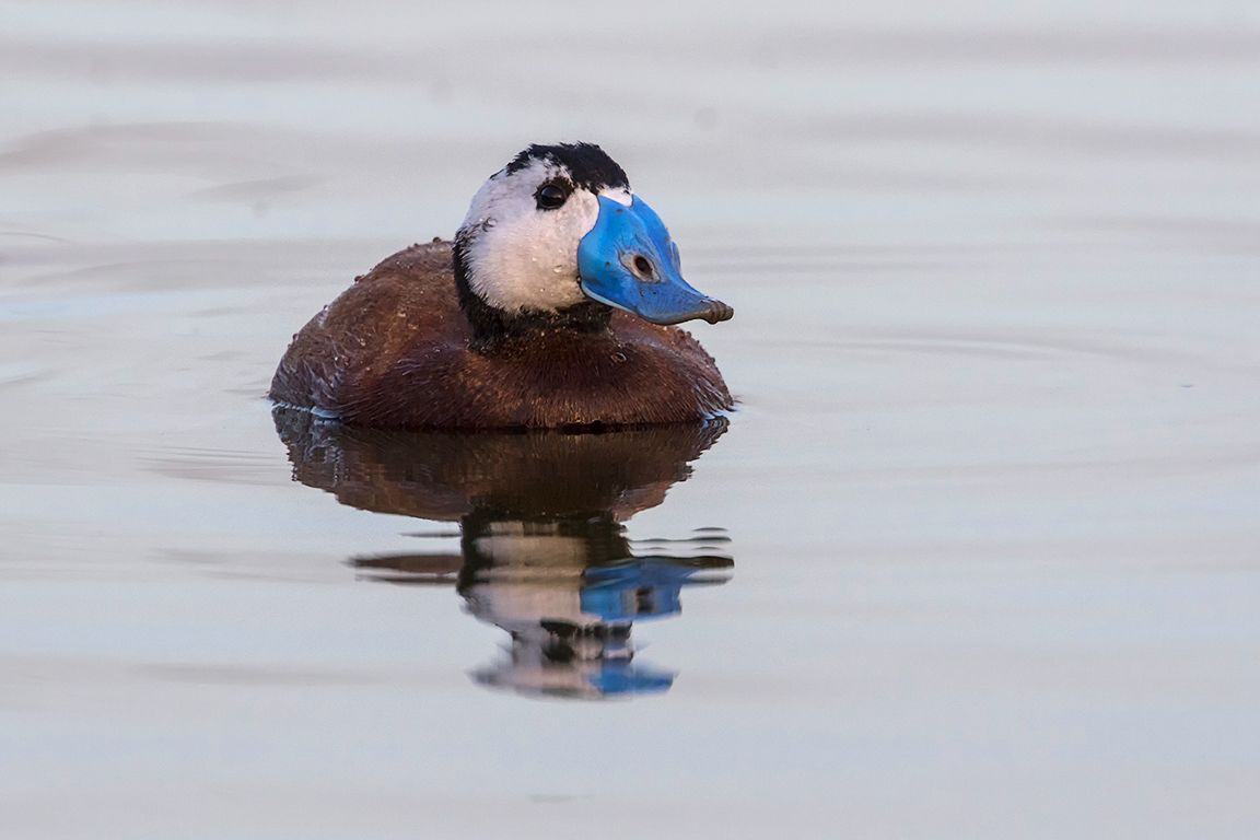 Malvasía cabeciblanca