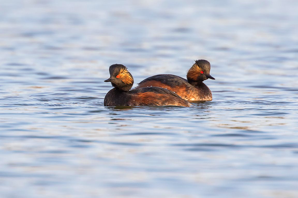 Zampullín cuellinegro