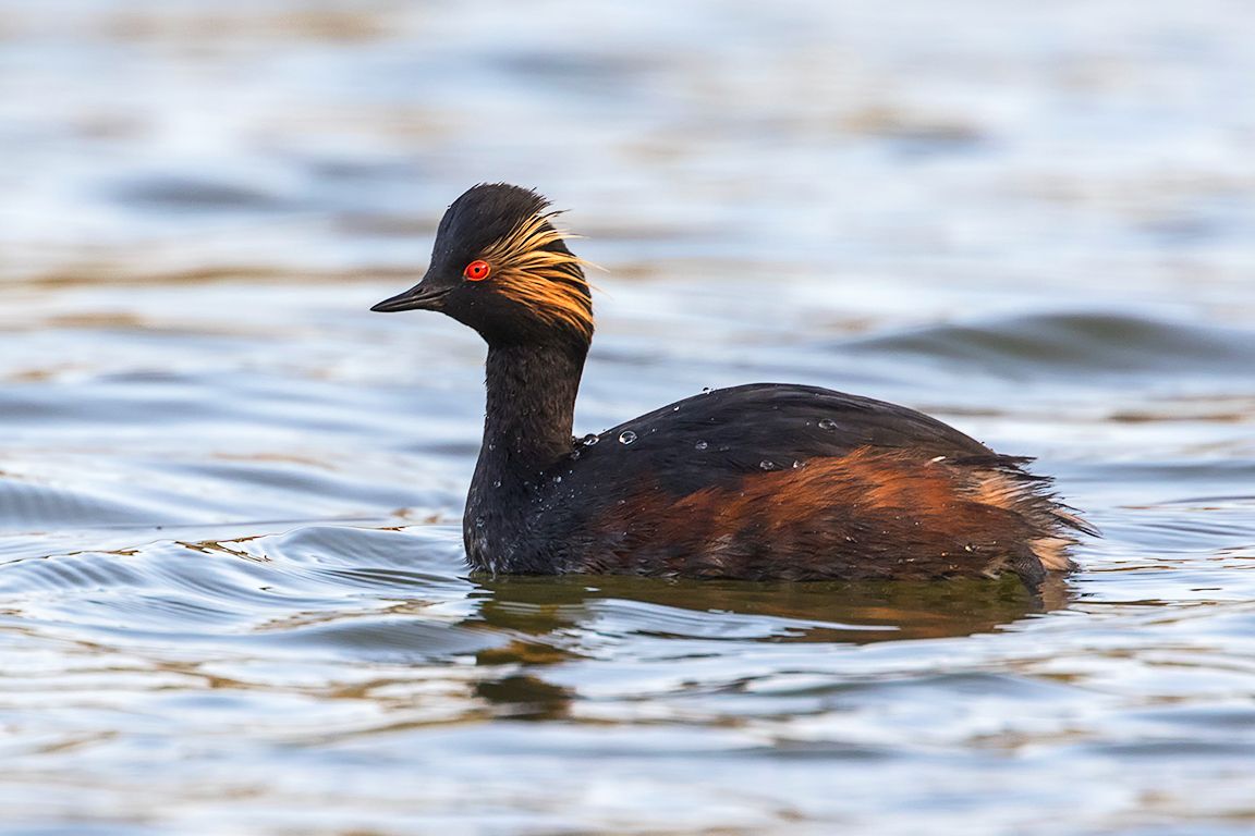 Zampullín cuellinegro