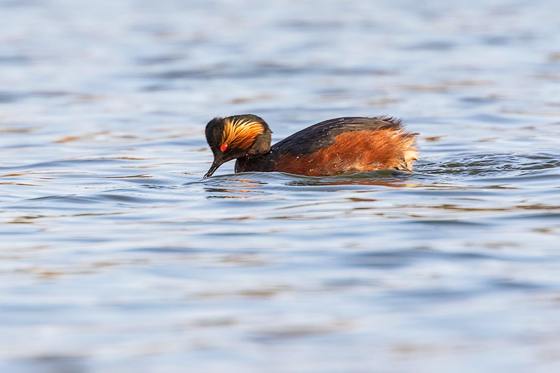 Zampullín cuellinegro