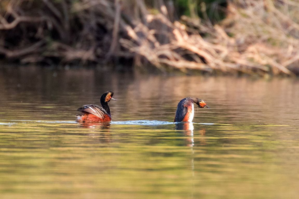 Zampullín cuellinegro