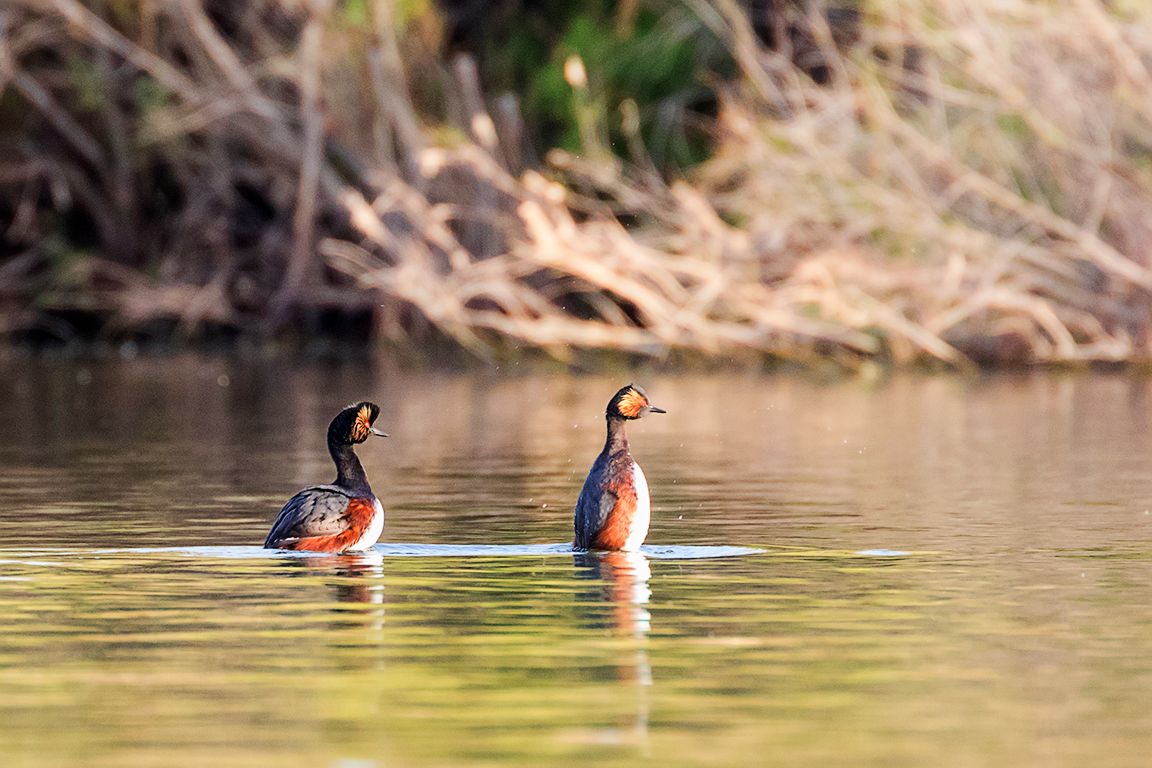 Zampullín cuellinegro