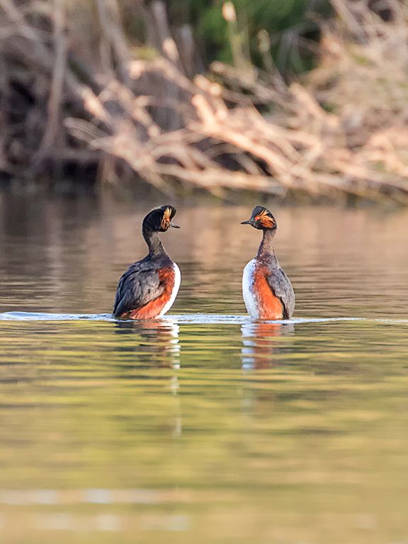 Zampullín cuellinegro