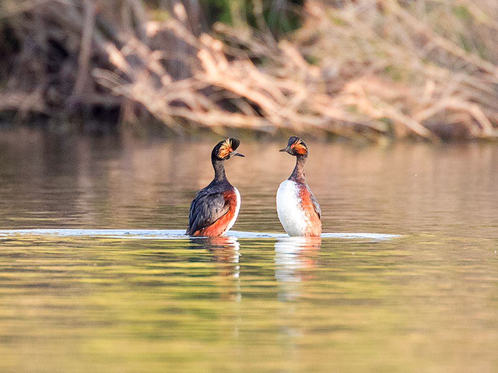 Zampullín cuellinegro