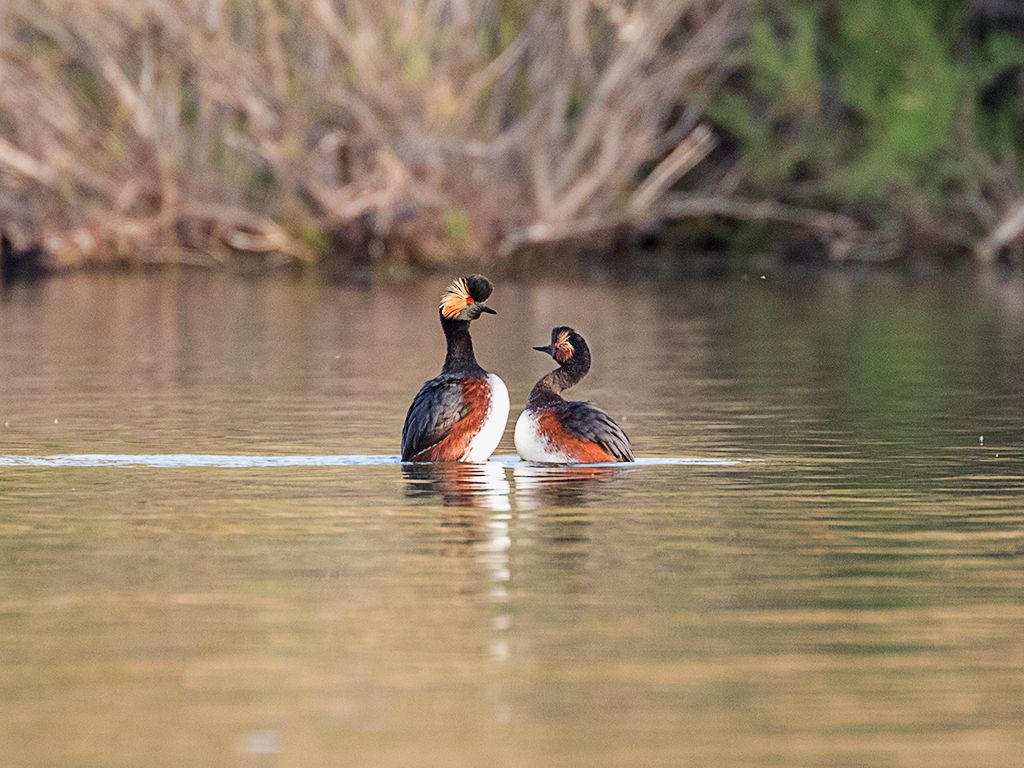 Zampullín cuellinegro