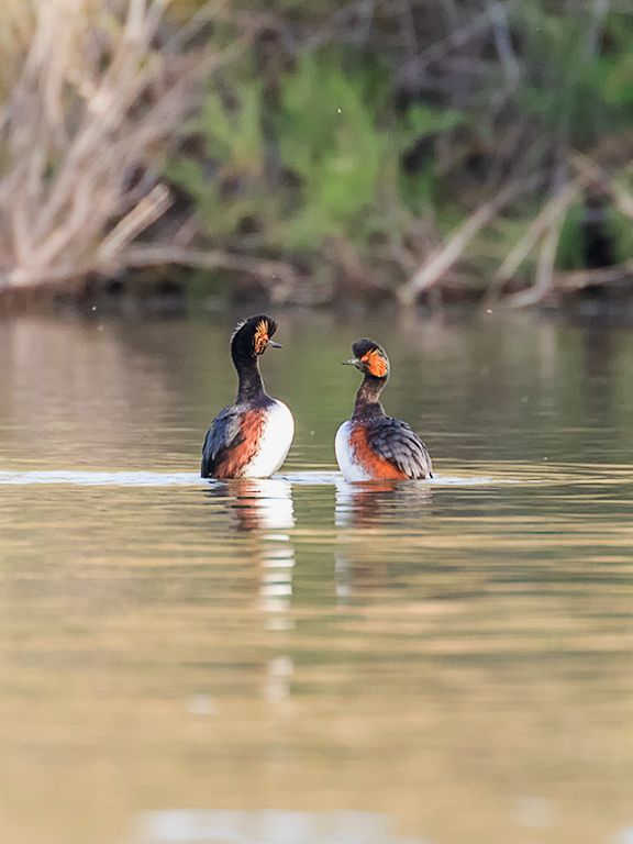 Zampullín cuellinegro