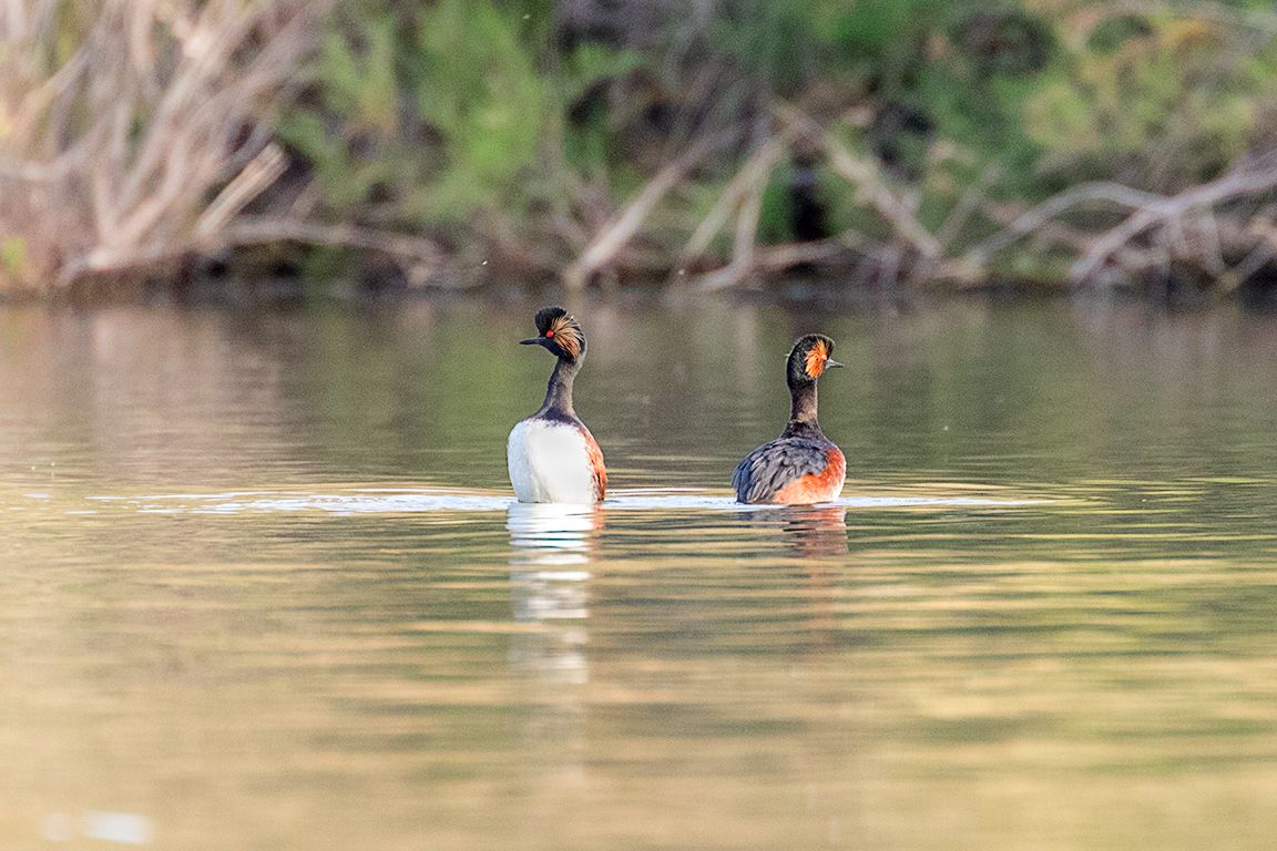 Zampullín cuellinegro