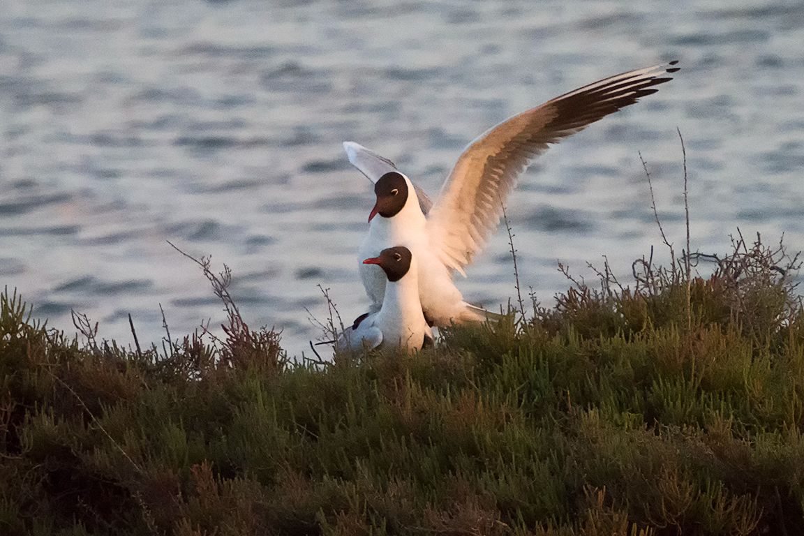 Gaviota reidora