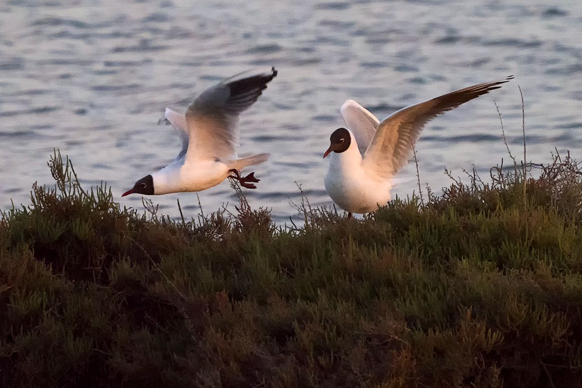 Gaviota reidora