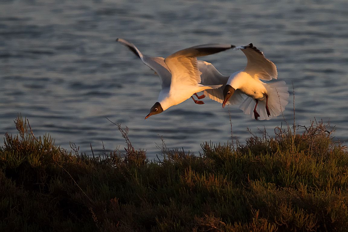 Gaviotas reidoras