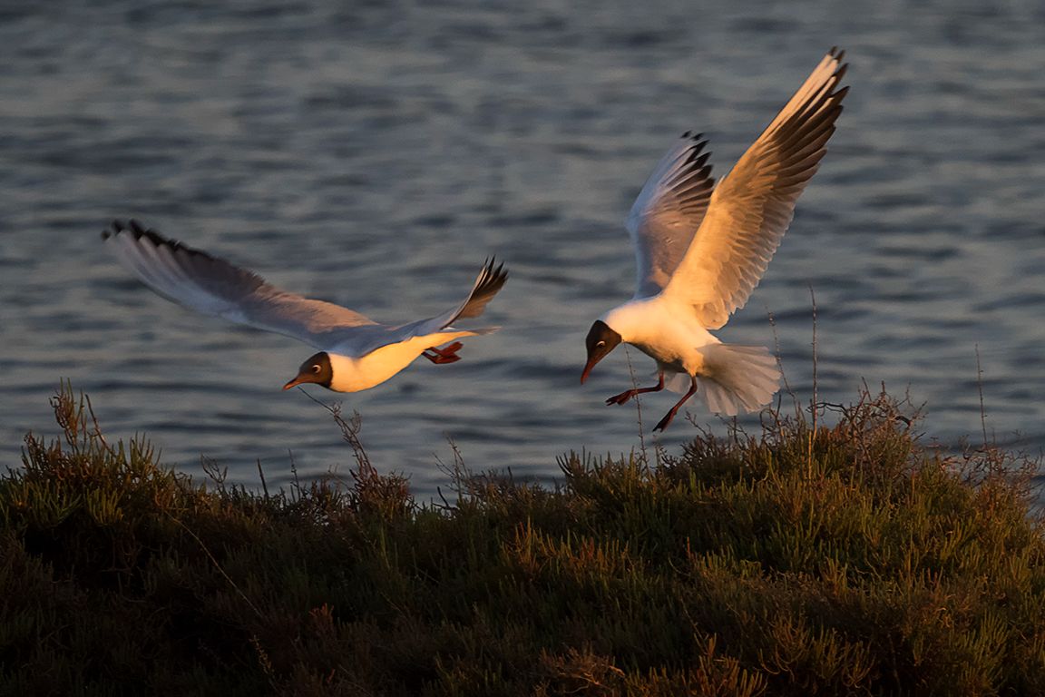 Gaviotas reidoras