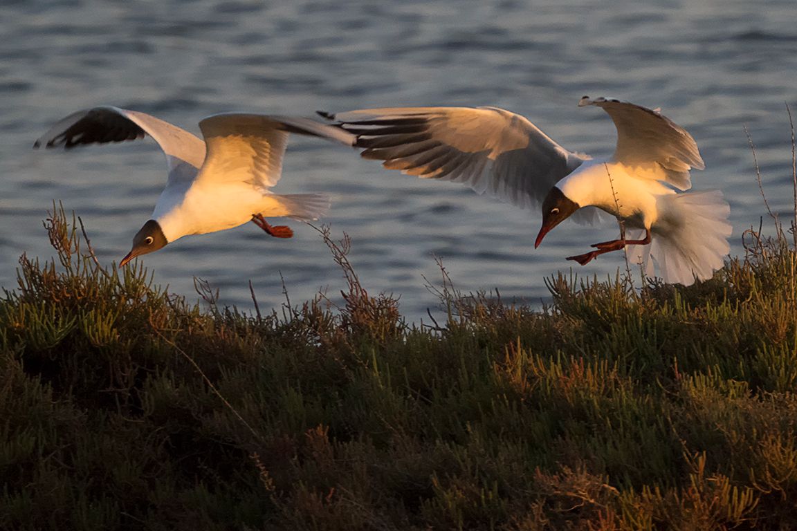 Gaviotas reidoras