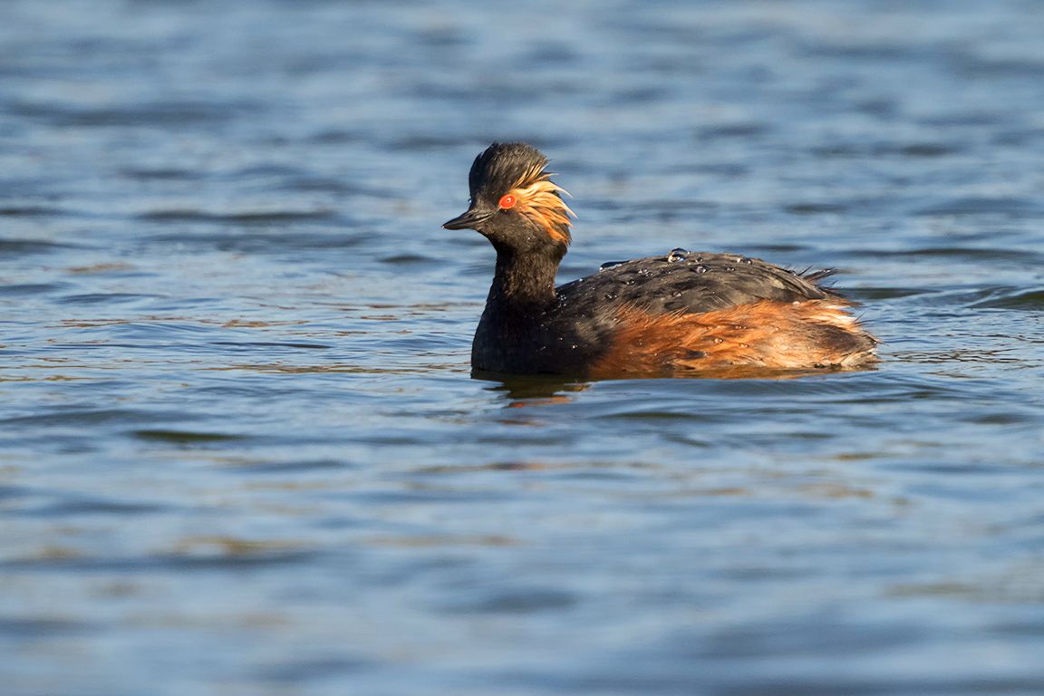 Zampullín cuellinegro