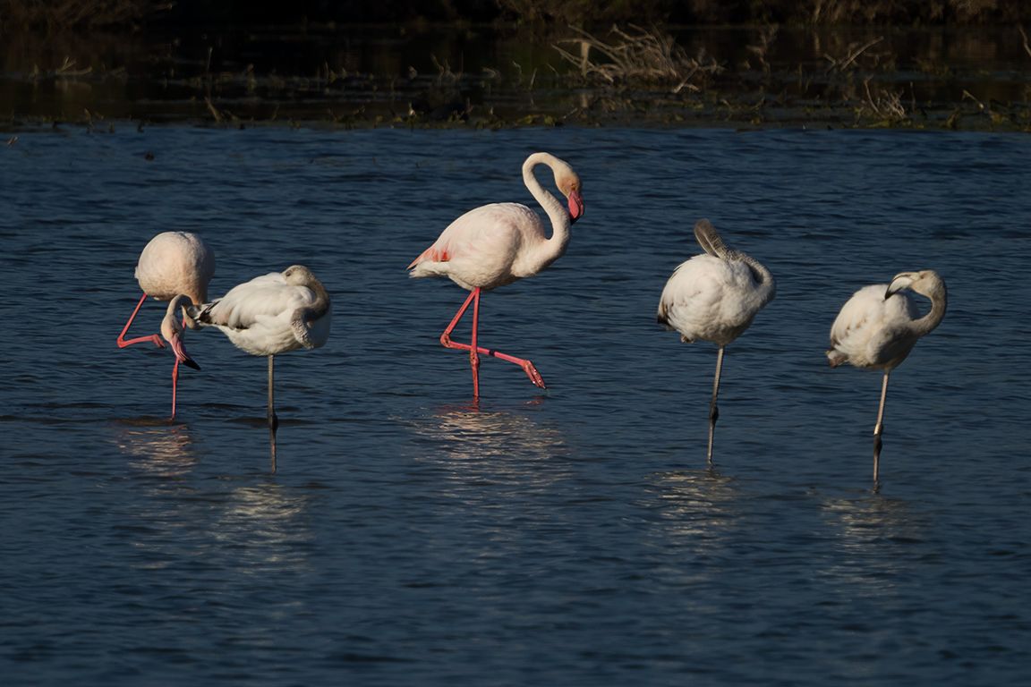 Flamencos