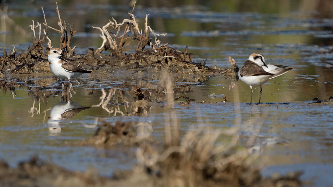 Chorlitejo patinegro