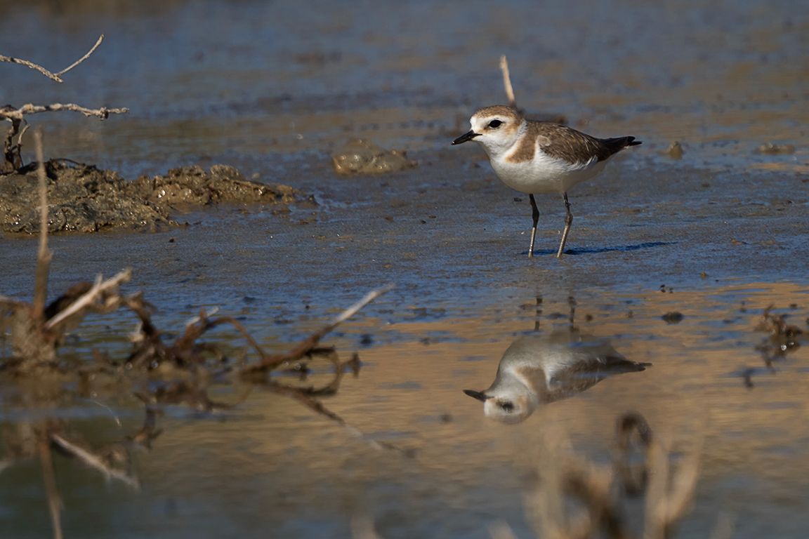 Chorlitejo patinegro