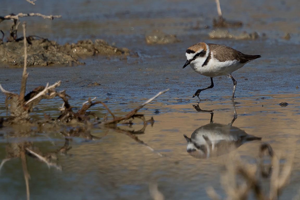 Chorlitejo patinegro