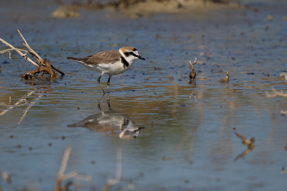 Chorlitejo patinegro