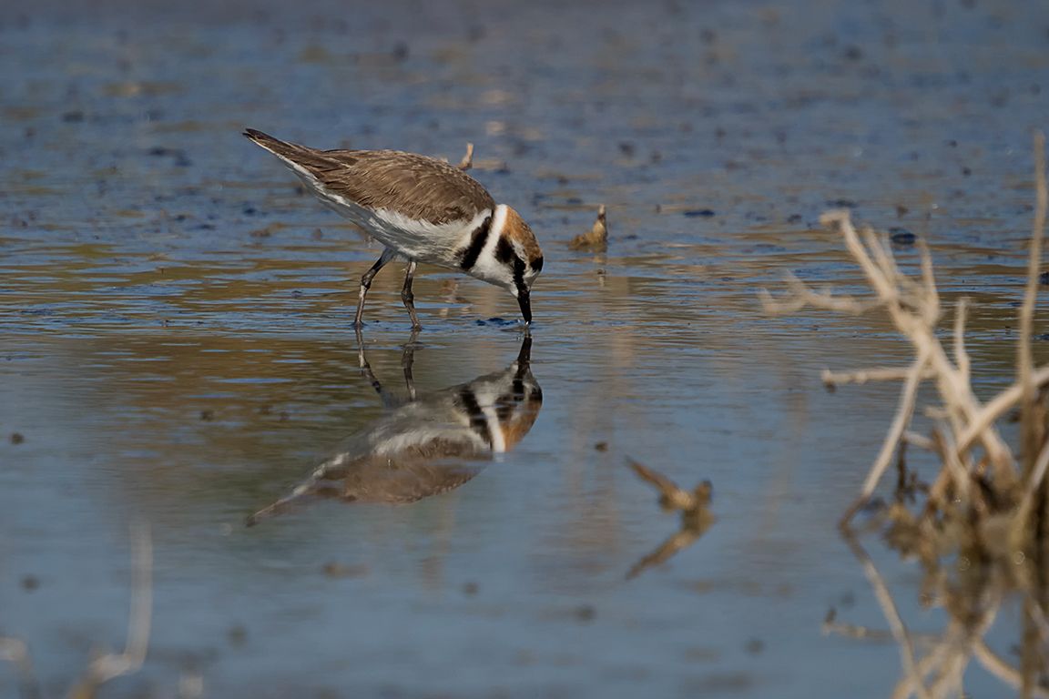 Chorlitejo patinegro