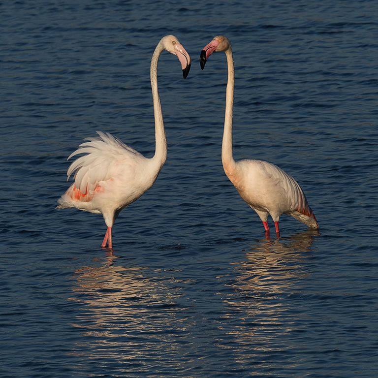 Flamencos
