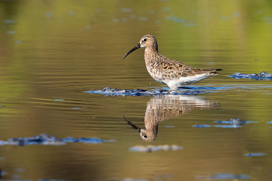 Correlimos zarapitín