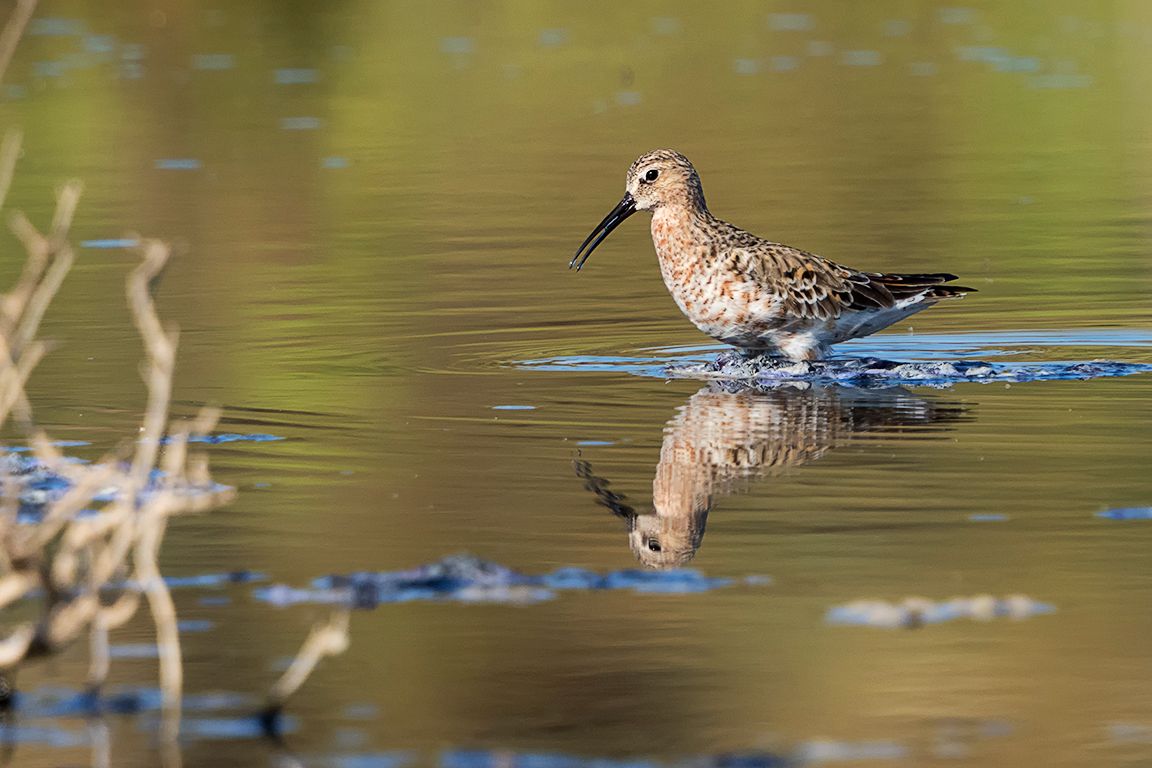 Correlimos zarapitín