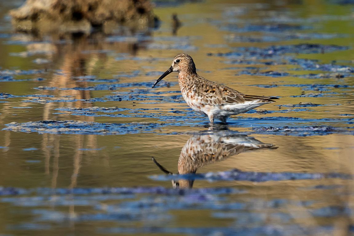 Correlimos zarapitín