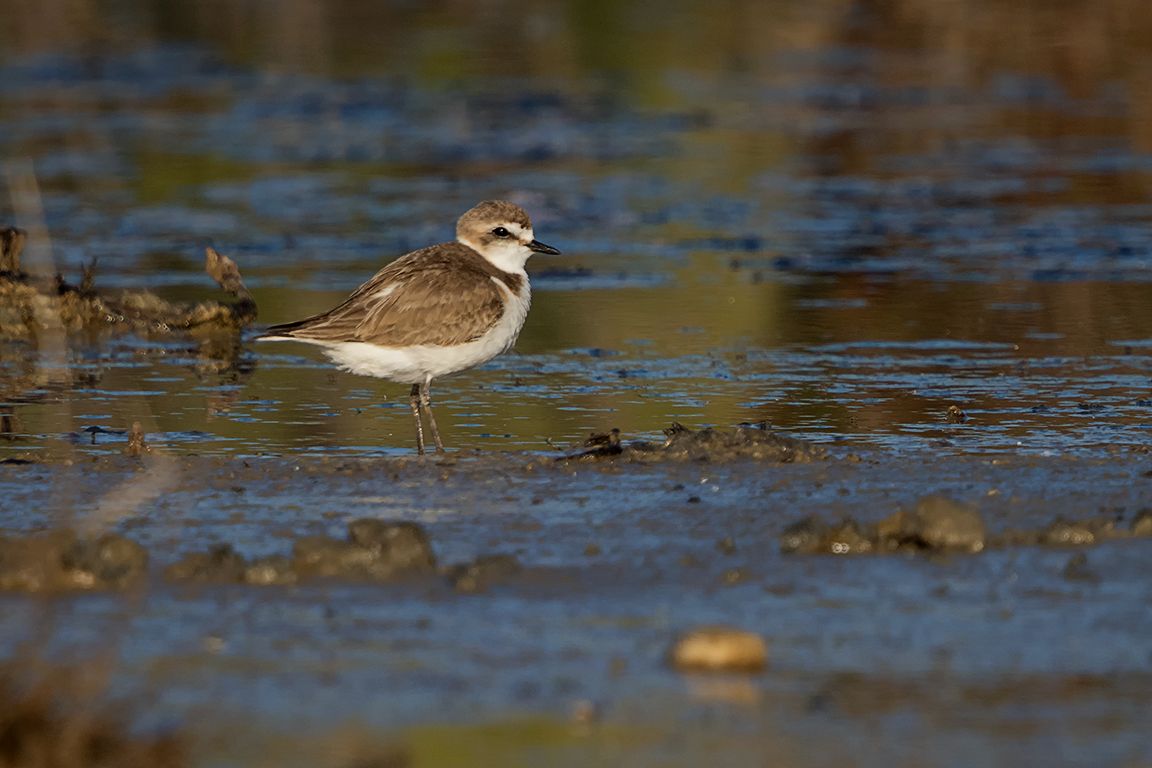 Chorlitejo patinegro