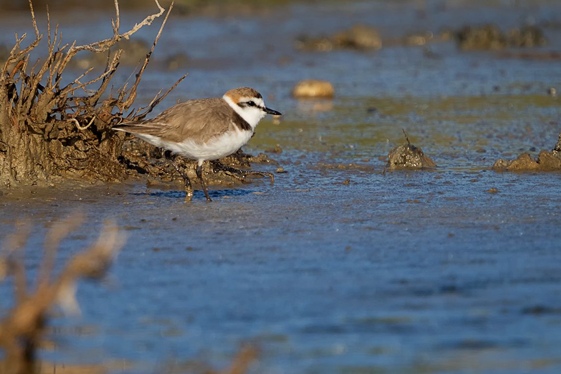 Chorlitejo patinegro