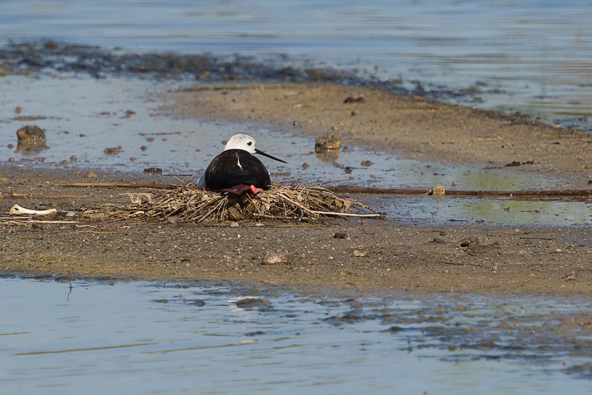Cigüeñuela en el nido