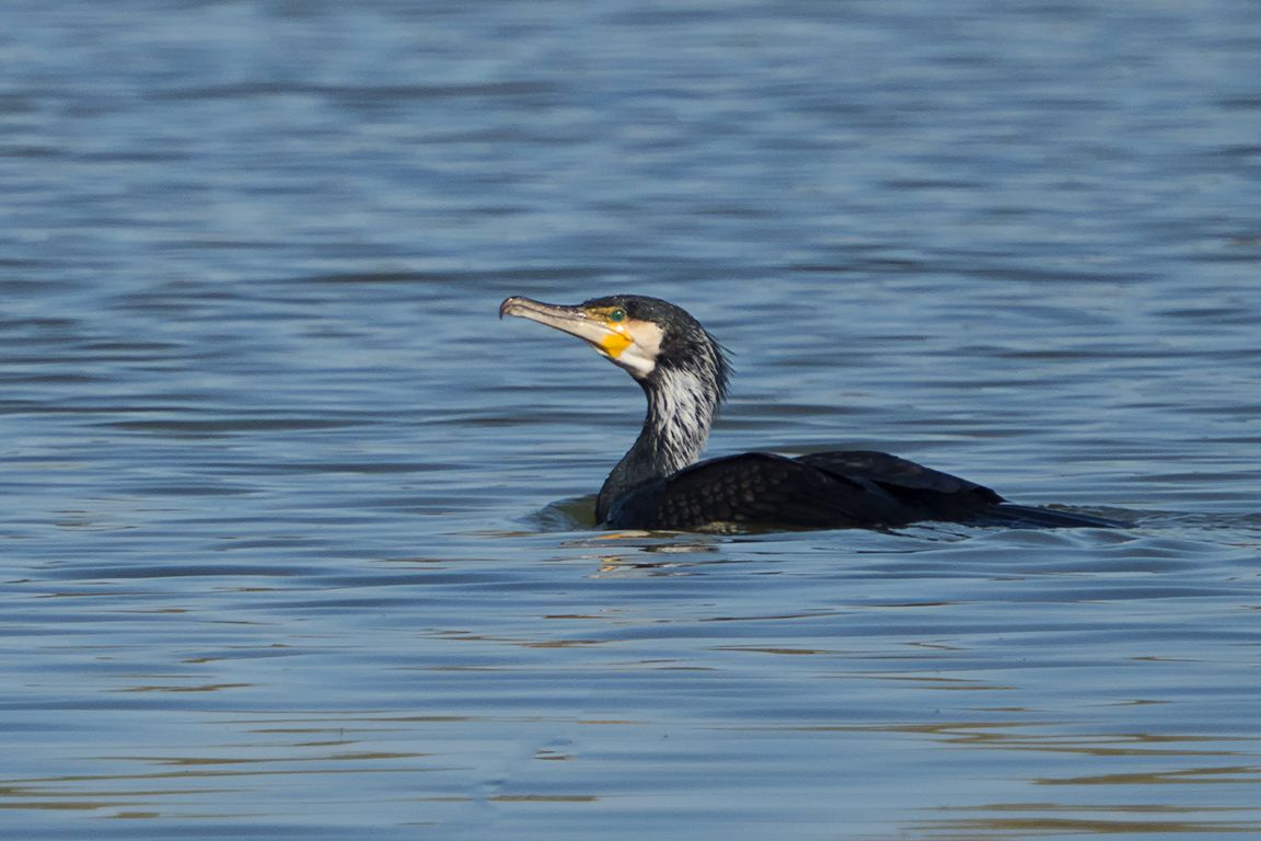 Cormorán