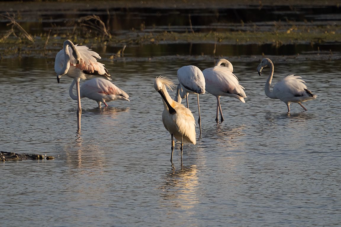 Espátula y flamencos